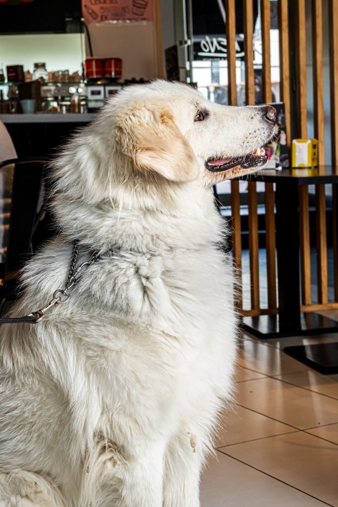 "Bar Familiar en Vitoria: Zona Infantil, Mascotas y Accesibilidad | Bar XKENO"